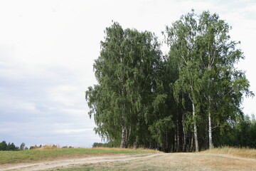 Green Birch trees on roadsides of Empty countryside ground road at summer day, beautiful West Russian natural landscape