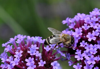 Biene auf einer Verbene-Blüte