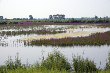 Landscape of national park Tiengemeten in the Netherlands