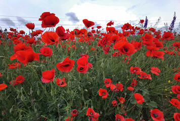 Obraz premium Flowers Red poppies bloom in a wild fields. Many beautiful red poppies. Close