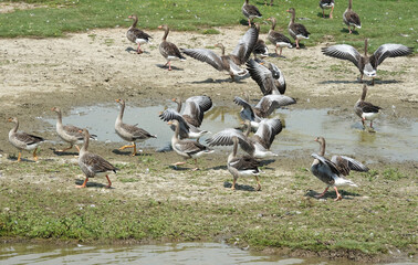 Group of geese in the national park Tiengemeten in the Netherlands