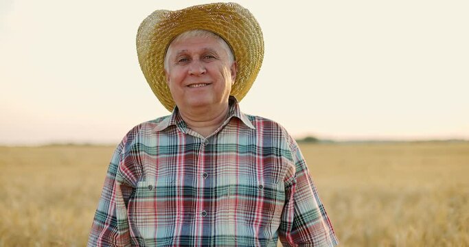 Elderly man standing among ripe wheat.Farmer putting on straw hat and smiling on yellow field