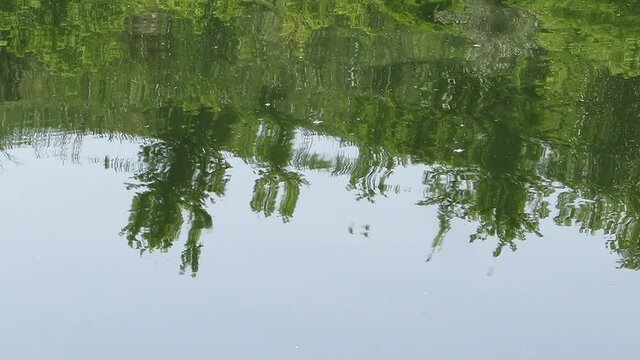 Reflection of trees and sky in water beautifully bright green
