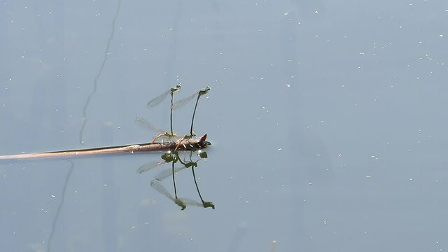 Two pairs of dragonflies mating by the water.