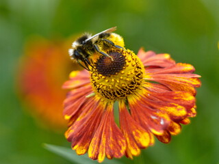 bee on flower