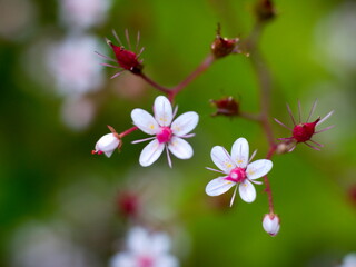 pink and white flowers