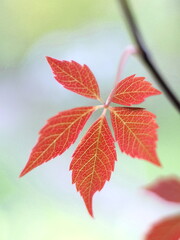 red autumn leaves