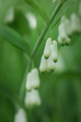flower kupena, macro photography 