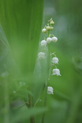 lily of the valley flower, macro photography 