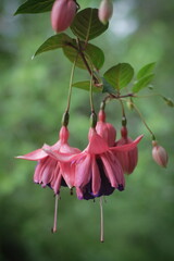 fuchsia flower, macro photography 