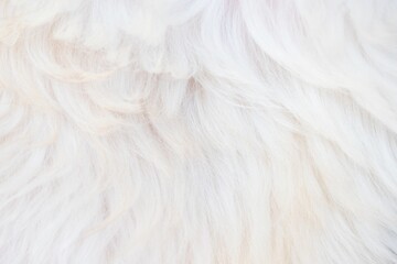 close up of white fluffy feathers