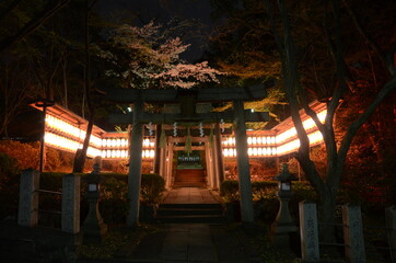 京都向日市　向日神社の夜桜