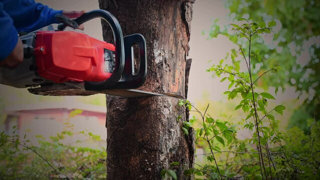 Lumberjack man using chainsaw machine cut big in tree forest to make house or furniture is wood maker industry.