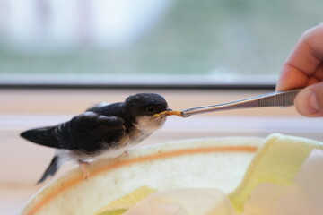 A swallow nesting eats a mealworm with tweezers from a human hand, wild bird feeding at home
