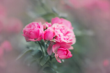 Delicate fragrant beautiful pink rose flowers bloom on a bush among emerald leaves in the garden in the summer. Nature and romance.