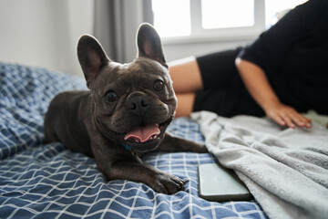 French bulldog looking at the camera while feeling pleasant emotions near his female owner