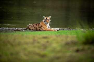 wild bengal female tiger or tigress portrait in natural scenic landscape background of rajbagh lake...