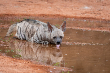 Striped hyena with reflection close up or portrait drinking water or quenching thirst - hyaena...