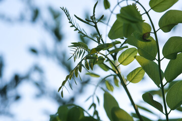 木の葉