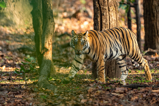 Indian wild royal bengal sub-adult male tiger walking at bandhavgarh national park or tiger reserve umaria madhya pradesh india - panthera tigris tigris