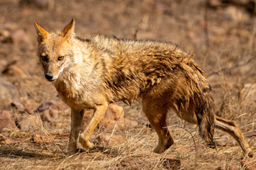 Indian jackal or Canis aureus indicus or golden jackal in action at ranthambore national park or tiger reserve sawai madhopur rajasthan india