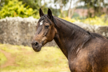 Naklejka na ściany i meble Horse portrait, Lusitano breed, Portuguese horses, cute and beautiful.
