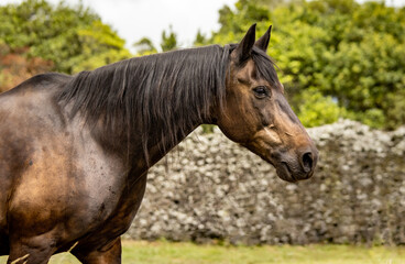 Obraz na płótnie Canvas Horse portrait, Lusitano breed, Portuguese horses, cute and beautiful.