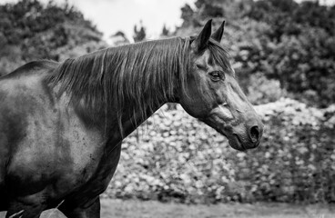 Horse portrait, Lusitano breed, Portuguese horses, cute and beautiful.