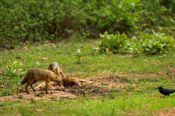 golden jackal or Indian jackal or Canis aureus indicus pair with spotted deer kill and one of angry...