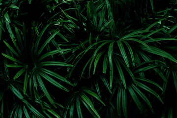 Full Frame of Palm Leaves Texture Background. tropical leaf