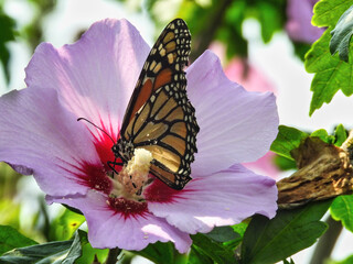 Butterfly on Flower: A monarch butterfly gathers nectar from a hibiscus flower becoming covered in pollen © Jennifer Davis