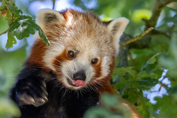 red panda eating