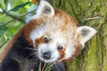 Obraz premium red panda in tree