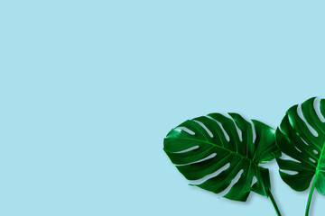 Naklejka na ściany i meble Creative layout of colorful tropical monstera leaf on pastel blue background. minimal summer exotic concept with copy space, flat lay.