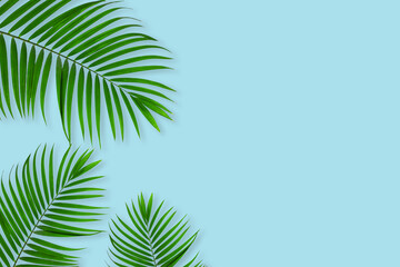 Creative layout of colorful tropical  palm leaf on pastel blue background. minimal summer exotic concept with copy space, flat lay.