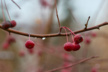 Beautiful branch with ripe red berries with raindrops on blurry background