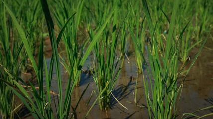 rice field