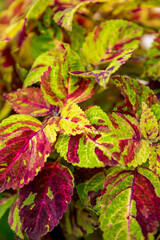 Close up of variegated burgundy and green Coleus plant. Painted nettle, Flame nettle, decorative nettle. Lush multi colored coleus bush.