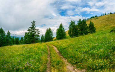 Fototapeta na wymiar The road through the meadow. Atmospheric green forest landscape. Minimalist panoramic scenery with edge coniferous forest and rocks in light mist. Mountain alpine woodland.