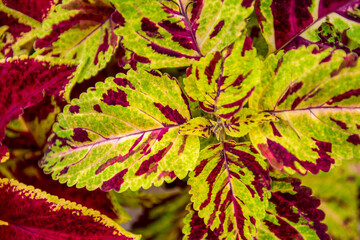 Close up of variegated burgundy and green Coleus plant. Painted nettle, Flame nettle, decorative nettle. Lush multi colored coleus bush.