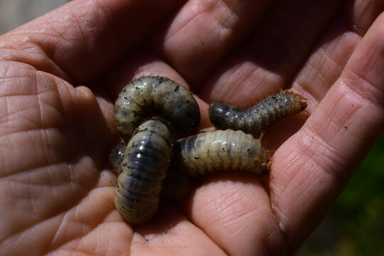 Engerlinge vom Rosenk&auml;fer auf Handfl&auml;che, Maden als Sch&auml;dlinge