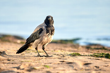 A crow stands on the sand on a sunny evening