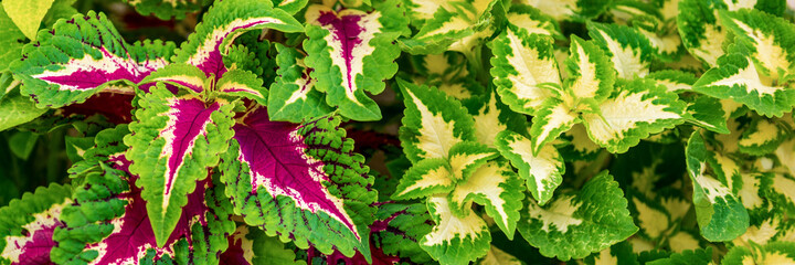 Coleus plant banner. Close up of variegated Coleus plants. Painted nettle, Flame nettle, decorative...