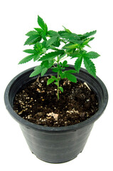 cannabis plant isolated on white background