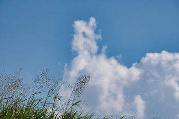 Fototapeta premium 青空