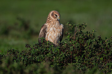 Chicken Harrier, (Circus cyaneus), perched on ground in the wild.