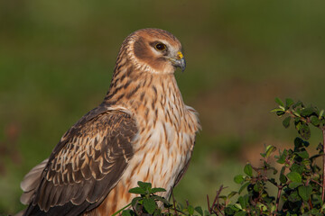 Chicken Harrier, (Circus cyaneus), perched on ground in the wild.