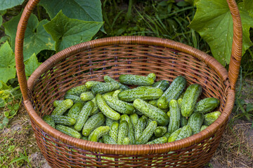 basket with cucumbers harvest