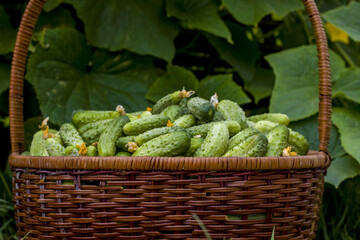 basket with cucumbers healthy food