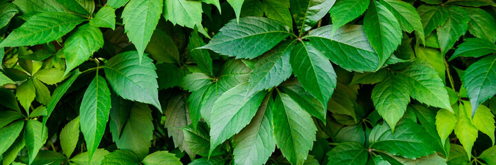 Virginia creeper plant banner. Natural floral pattern. Lush dark green foliage of a parthenocissus plant.